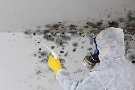 Best Basement Mold Removal  in Westlake Village, CA